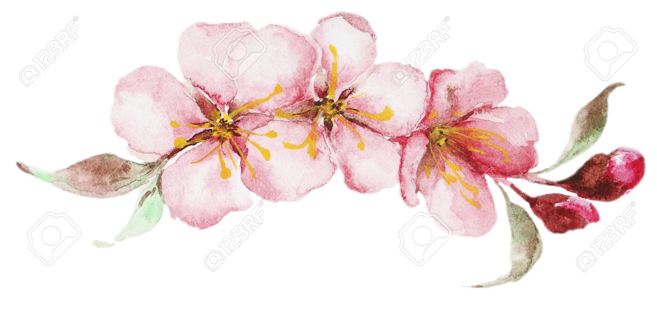 水彩さくら花の写真素材・画像素材 Image 81162840