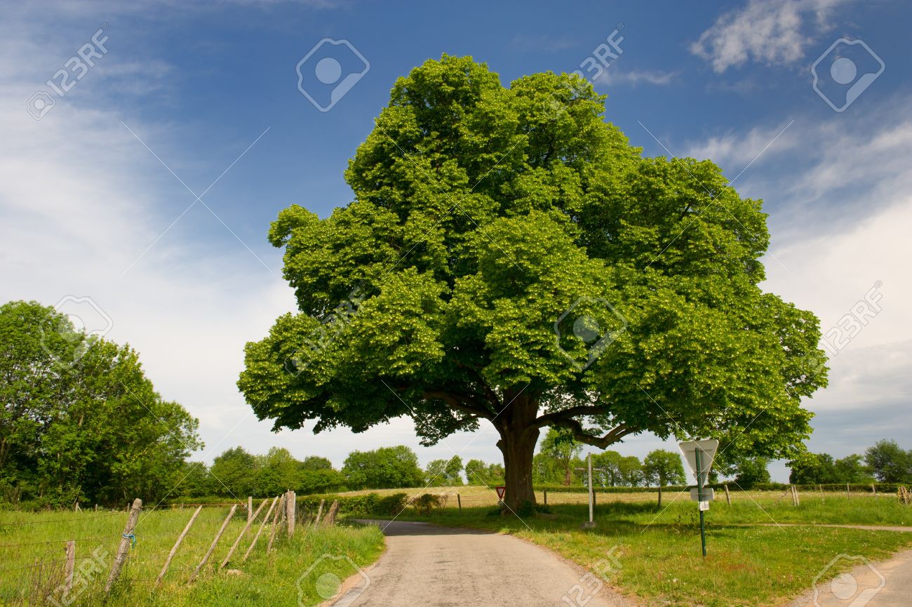 農業景観の美しい大きな栗の木 の写真素材 画像素材 Image