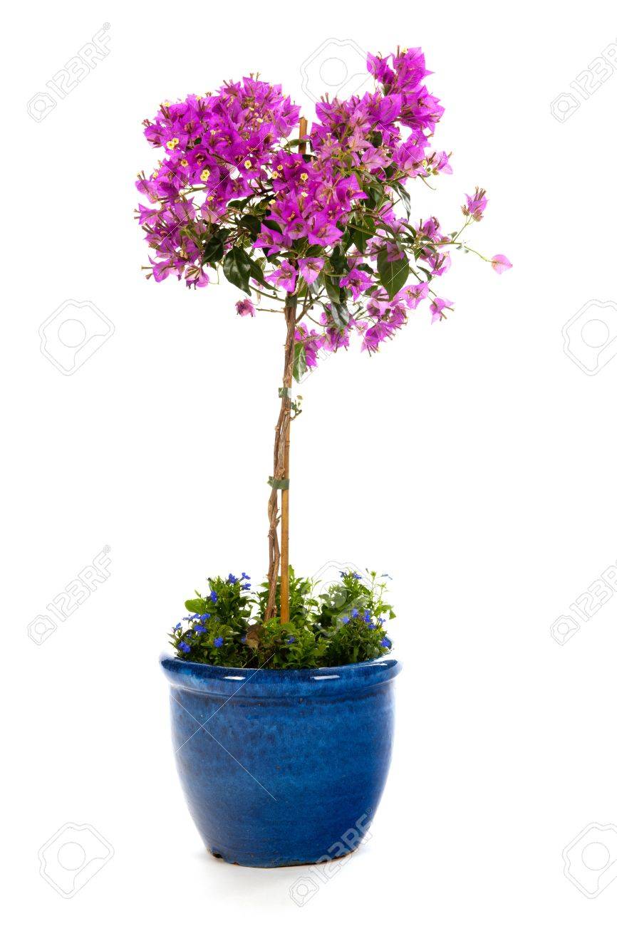 photo Flor Bugambilia Azul bougainvillea purpura en florero azul con lobelia aislado sobre fondo blanco