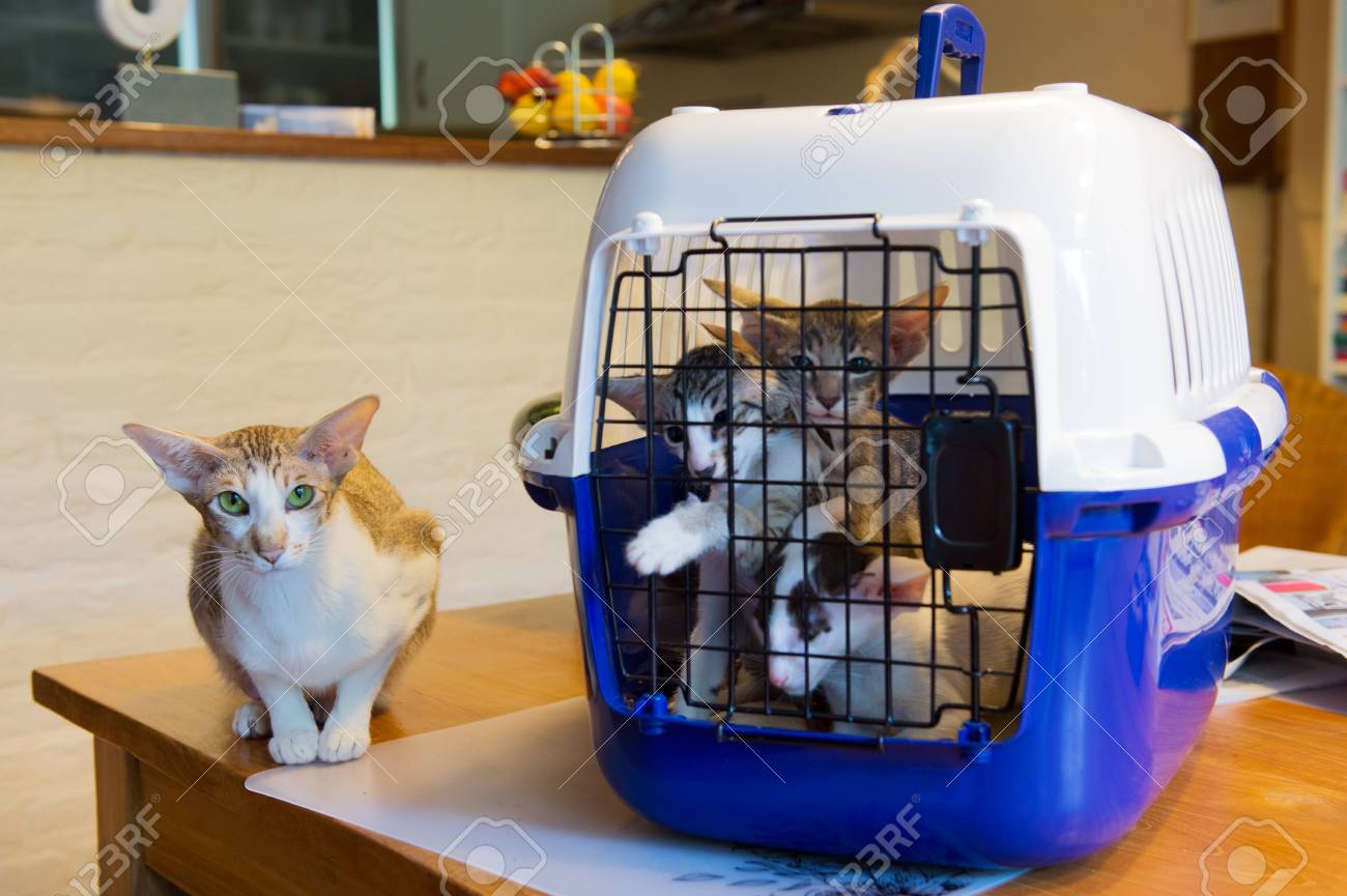輸送ケージのブルーの子猫とシャム猫 の写真素材 画像素材 Image