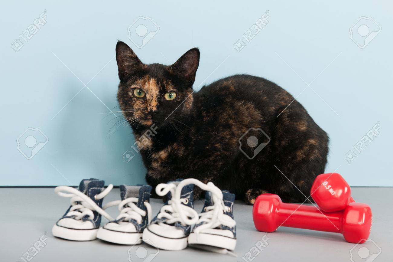 筋肉の訓練を受けていた小さな猫 の写真素材・画像素材. Image 25563306.