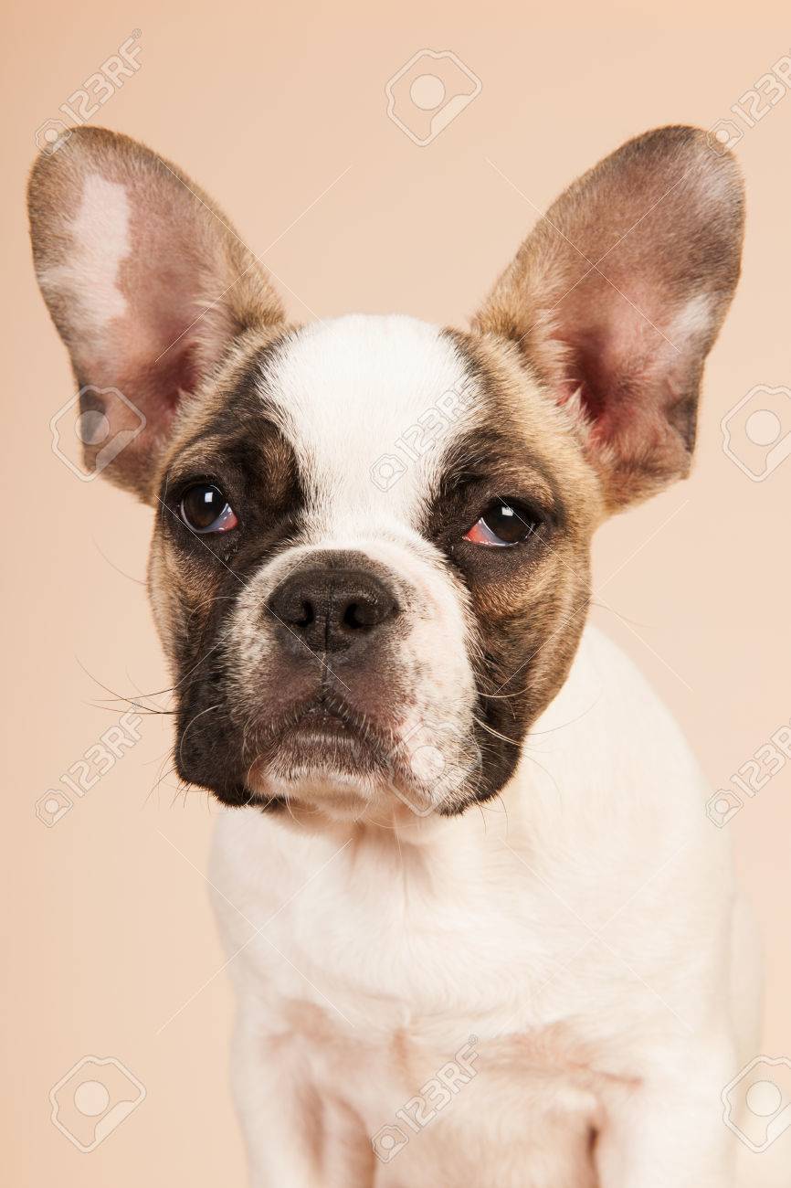 Cachorro De Bulldog Francés En Estudio En Color Pastel Fondo Beige