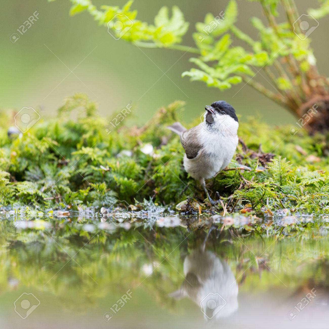 etiam-dictum-ipsum-a-felis