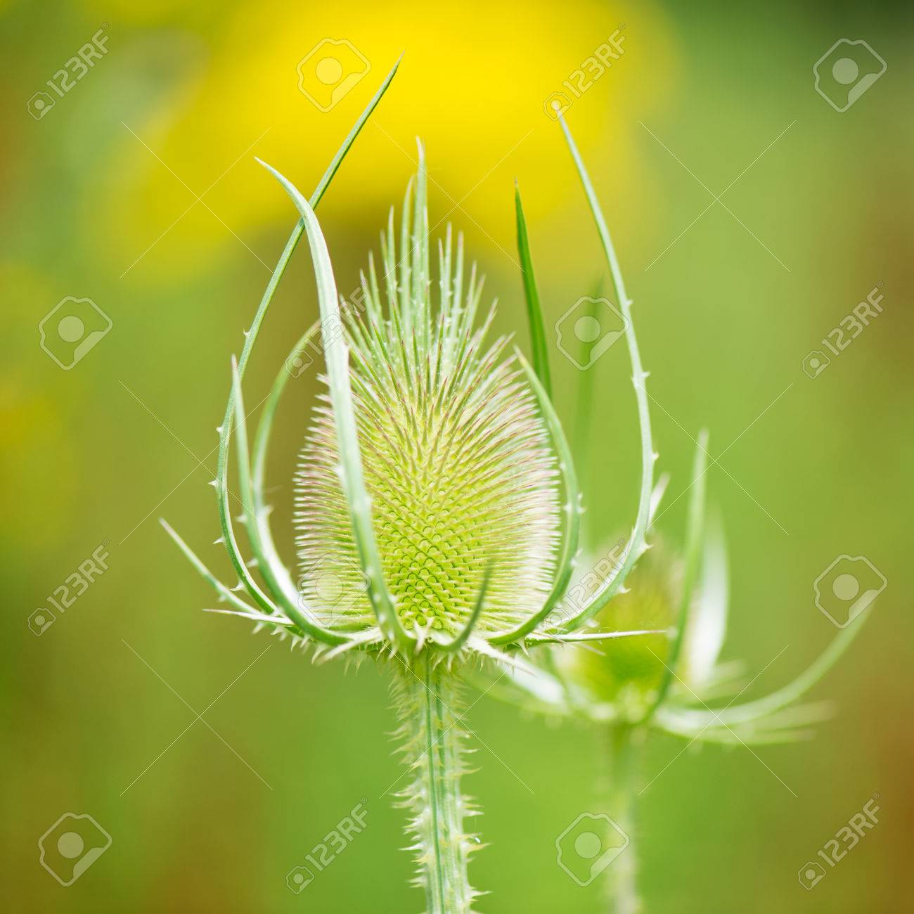 teasel bud without flowers