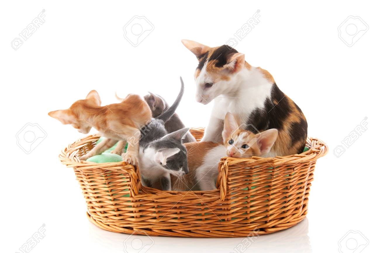 Mere Chat Avec Nid Petits Chatons Siamois Assis Dans Le Grand Panier Banque D Images Et Photos Libres De Droits Image