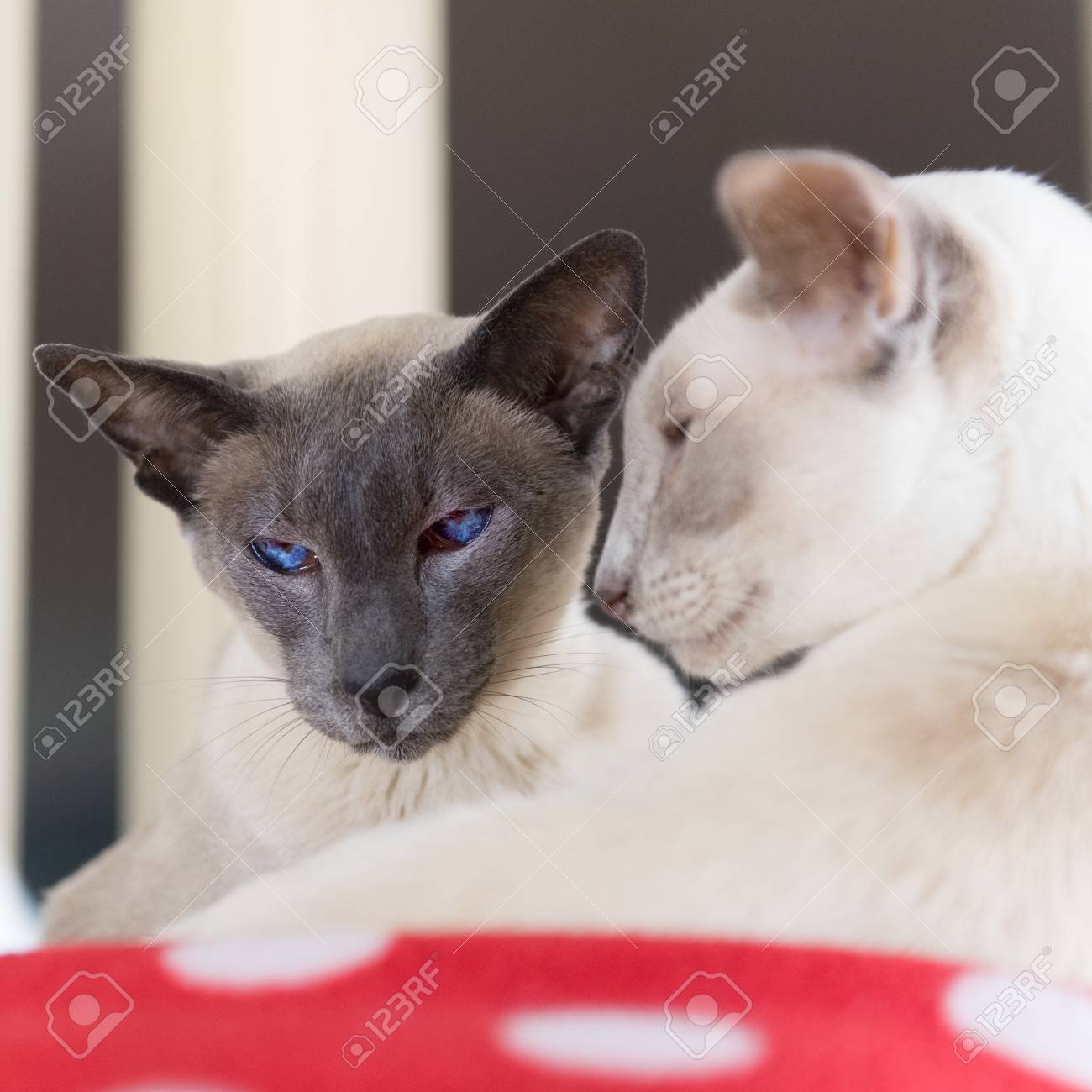Immagini Stock Adulto Blu E Lillà Punti Gatti Siamese Nel Letto