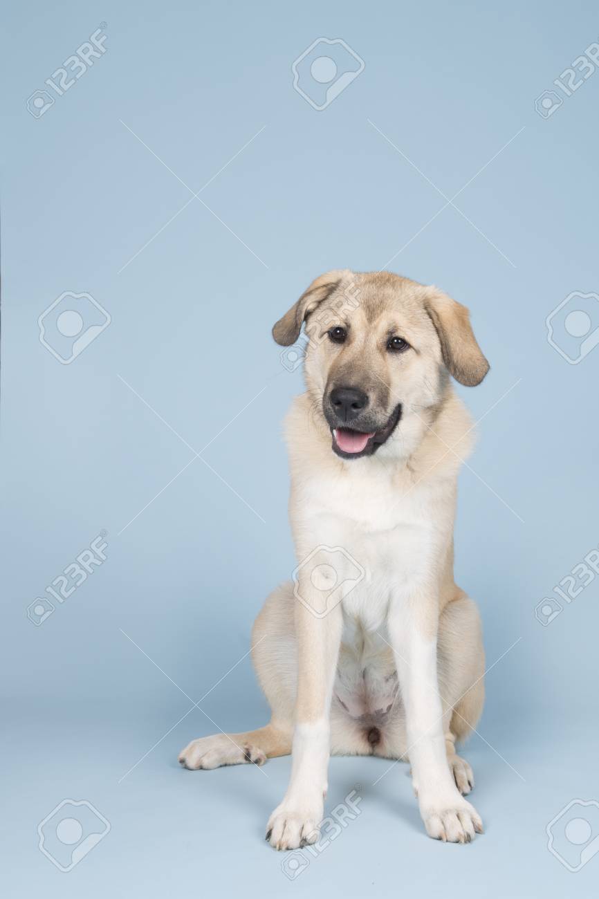 青い背景とスタジオで混合された品種の若い犬 の写真素材 画像素材 Image 06