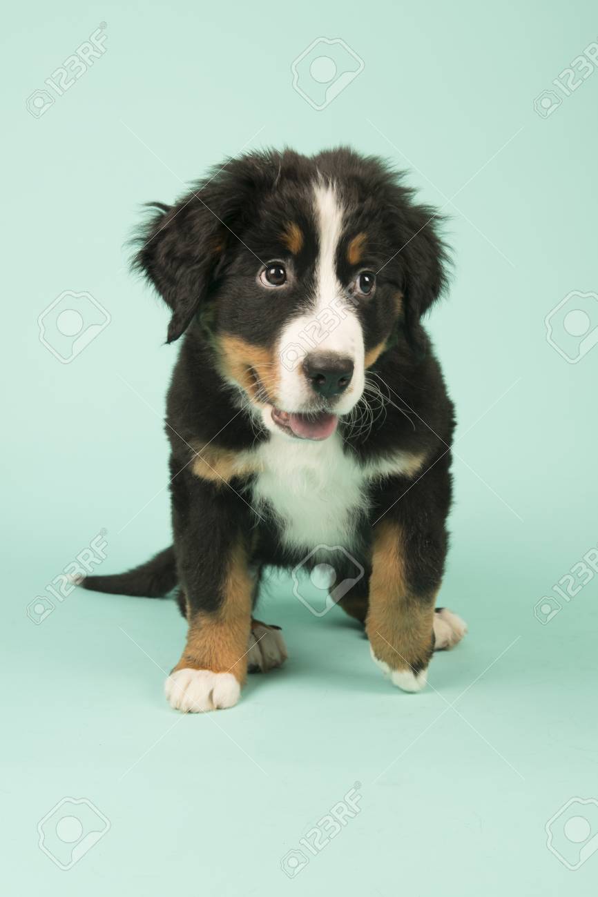 green mountain puppies