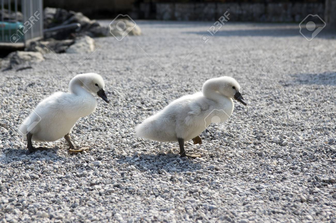 2 つの小さなかわいい白鳥子供たちが石だらけの道 面白いシーンの上を歩く の写真素材 画像素材 Image