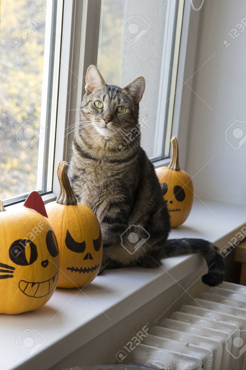 One Domestic Tomcat Sitting On Windowsill And Waiting For