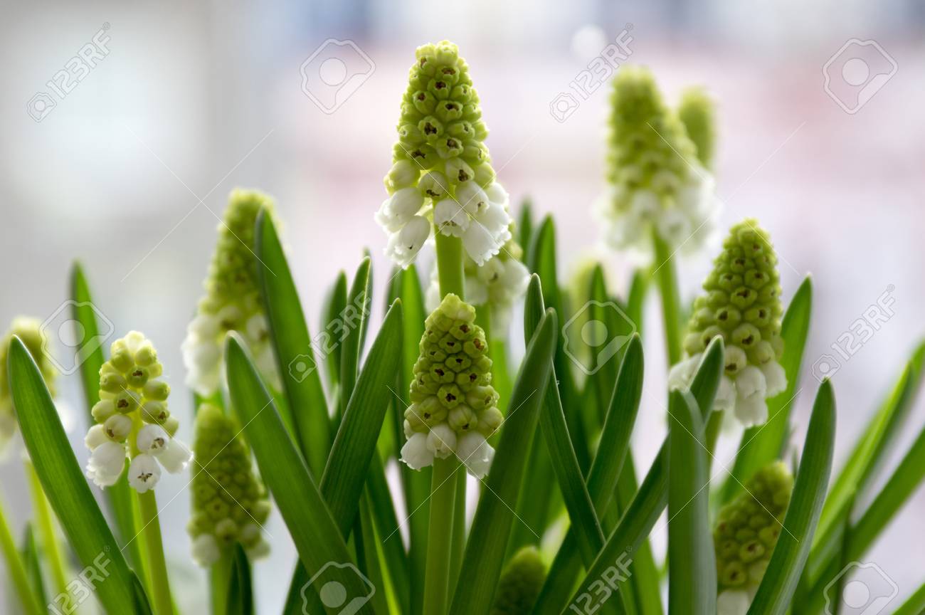 ムスカリの形質転換アルバム 白ブドウ ヒヤシンス アルメニア ブドウ ヒヤシンス 庭グレープ ヒヤシンス の写真素材 画像素材 Image