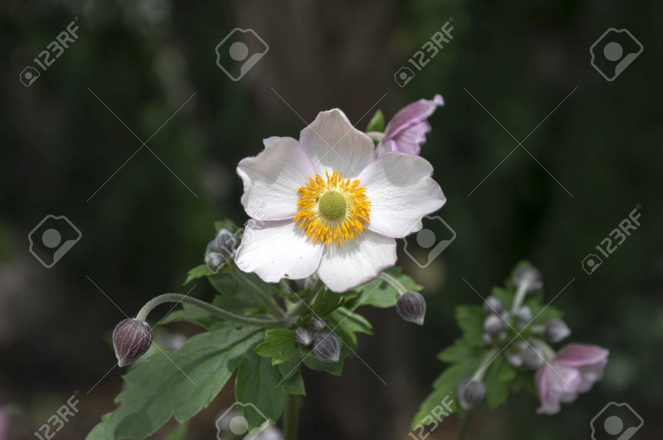 Anemone Hupehensis Japonica Anémone Du Japon Tournesol En Fleur