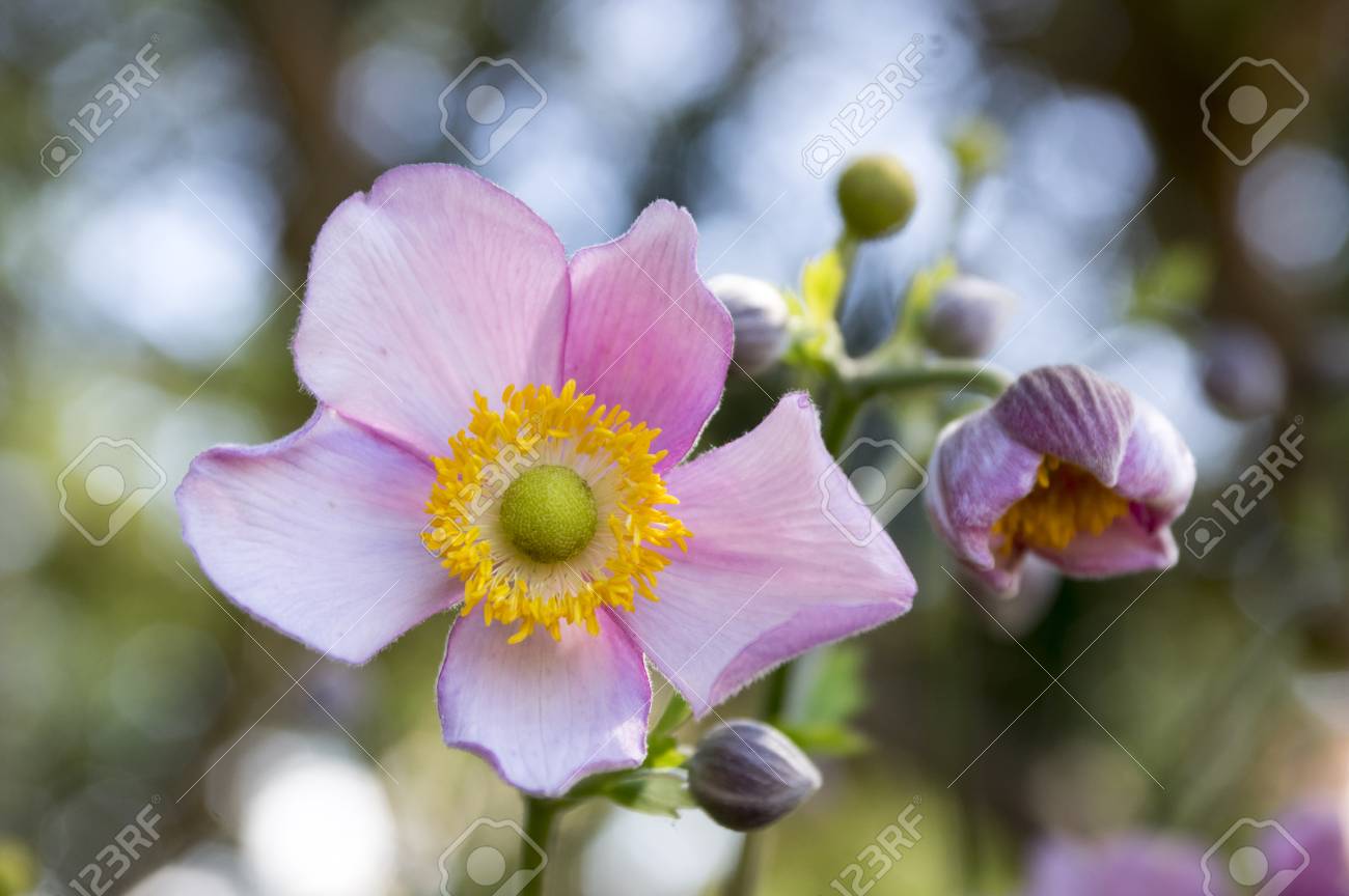 Anemone Hupehensis Japonica Anémone Du Japon Tournesol En Fleur