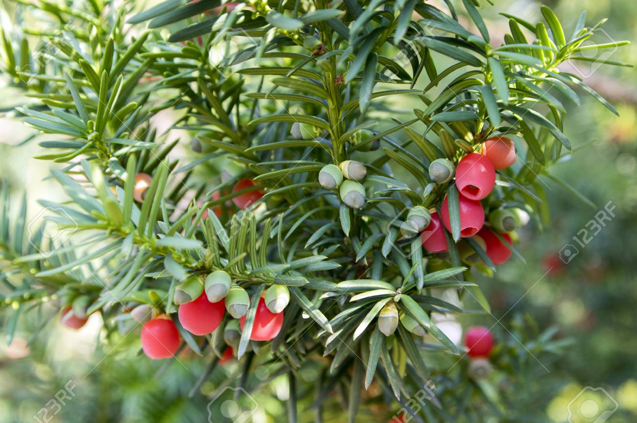 taxus baccata european yew is conifer shrub with poisonous and