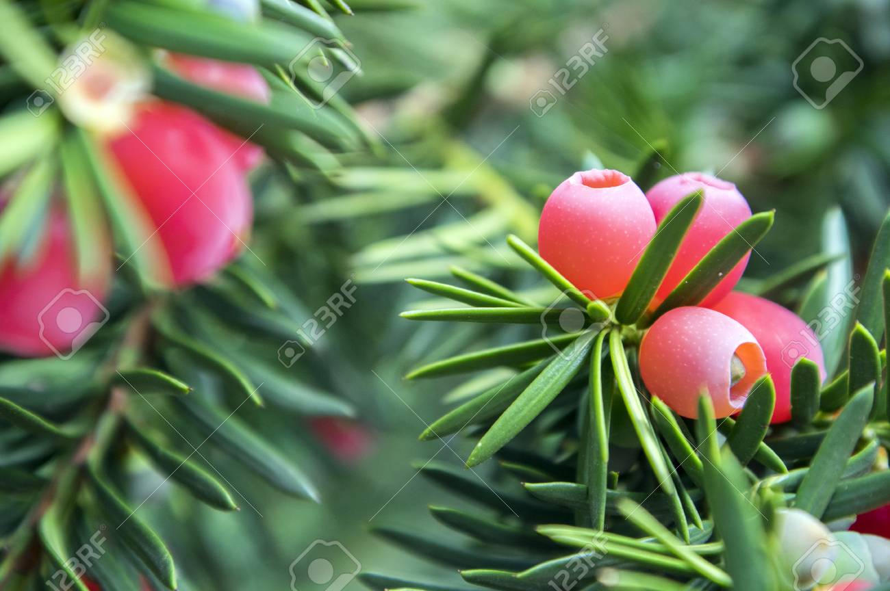taxus baccata european yew is conifer shrub with poisonous and