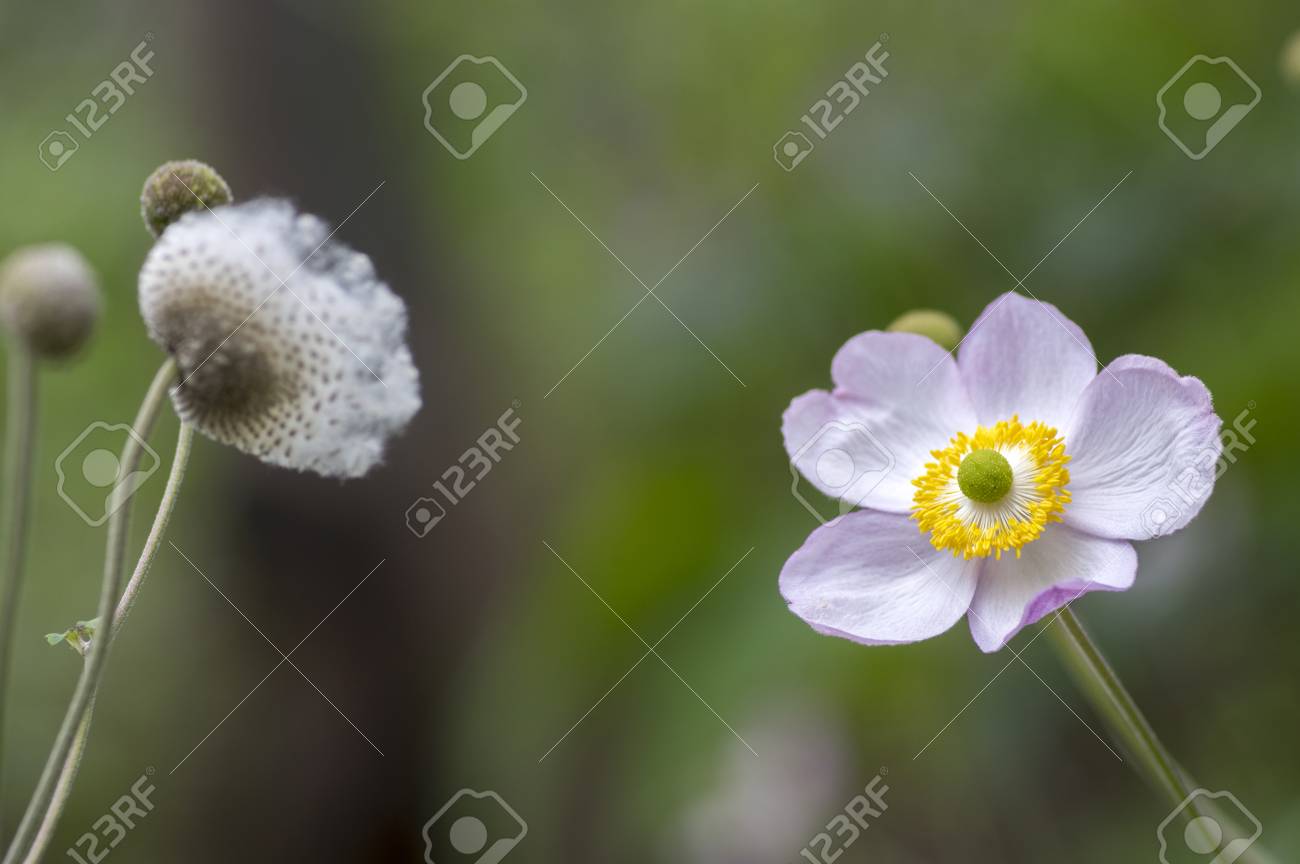 Anemone Hupehensis Japonica, Anémone Du Japon, Tournesol En Fleur Et Fleur  Fanée Banque D'Images Et Photos Libres De Droits. Image 89454974.