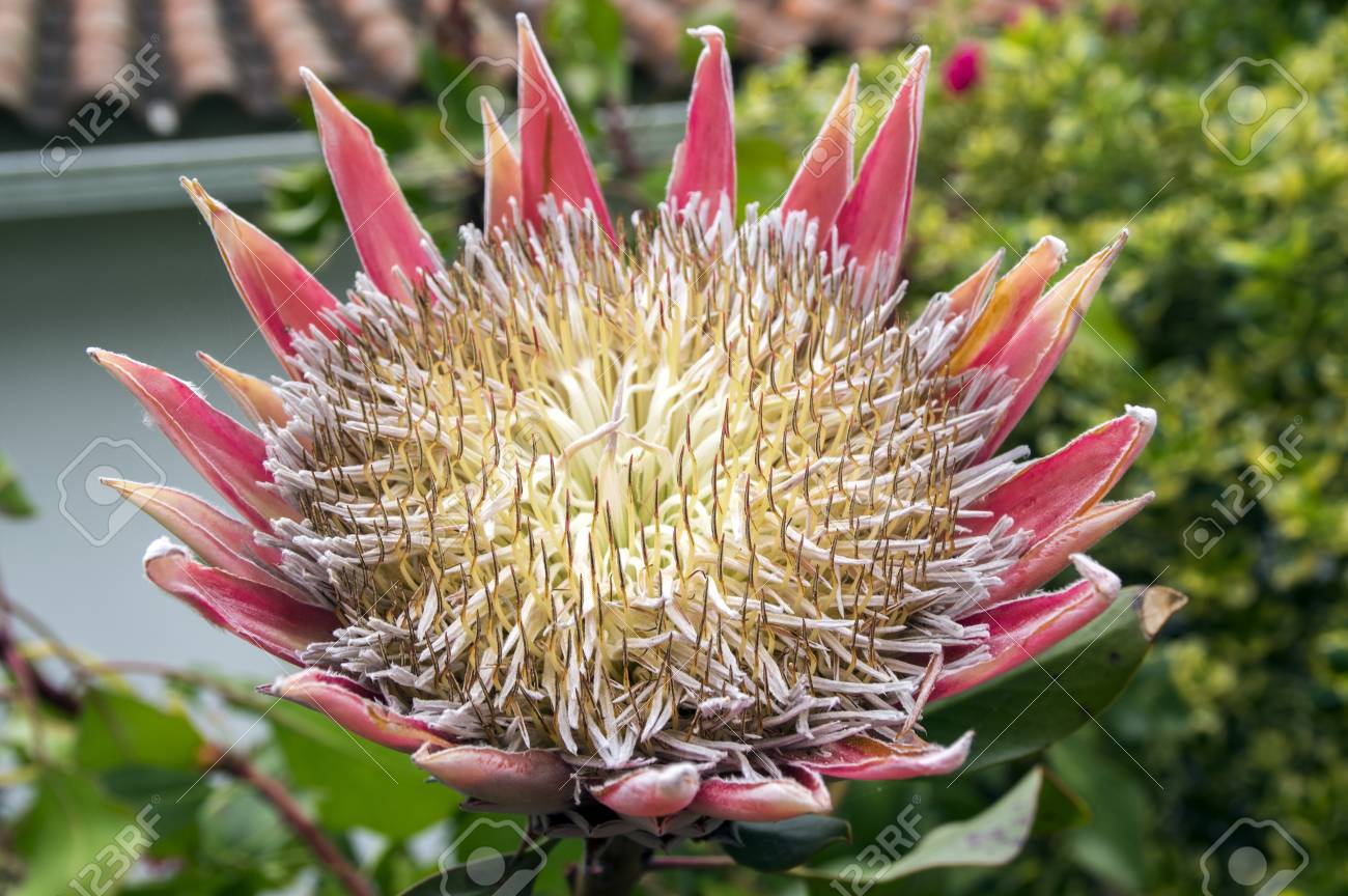 別名王 驚くほど巨大な花と咲くプロテア プロテア Cynaroides の写真素材 画像素材 Image 別名王 驚くほど巨大な花と咲くプロテア プロテア Cynaroides の写真素材 画像素材 Image