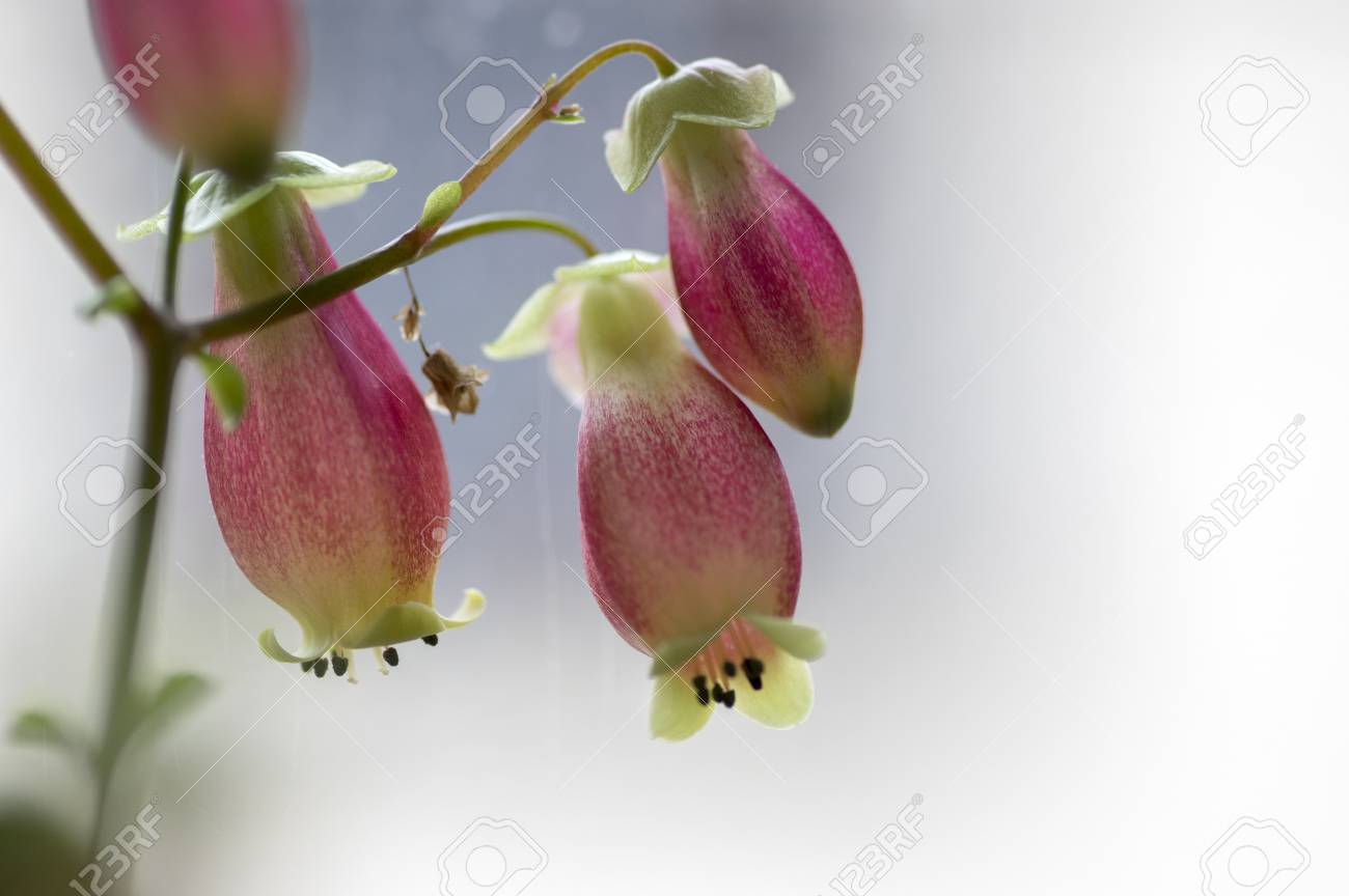 Kalanchoe Porphyrocalyx In Bloom Succulent Flowering Plant With Stock Photo Picture And Royalty Free Image Image 97152793