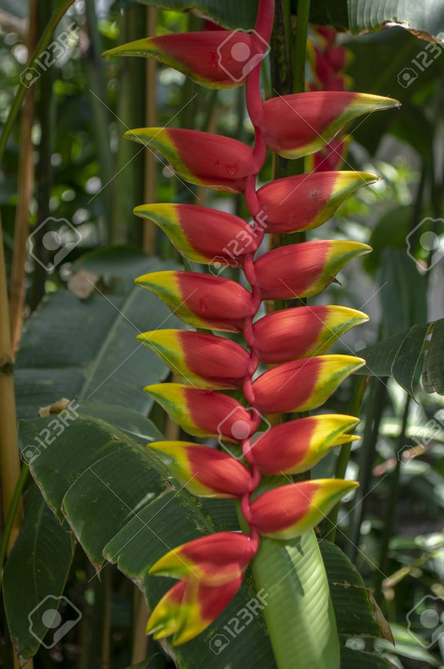 Heliconia Rostrata Strange Beautiful Tropical Plant In Bloom, Flowering Red  And Yellow Flowers, Green Leaves Stock Photo, Picture and Royalty Free  Image. Image 113372757., image size:864x1300