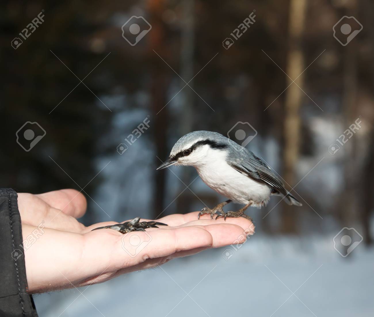 etiam-dictum-ipsum-a-felis