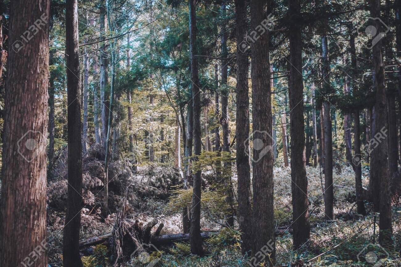 etiam-dictum-ipsum-a-felis