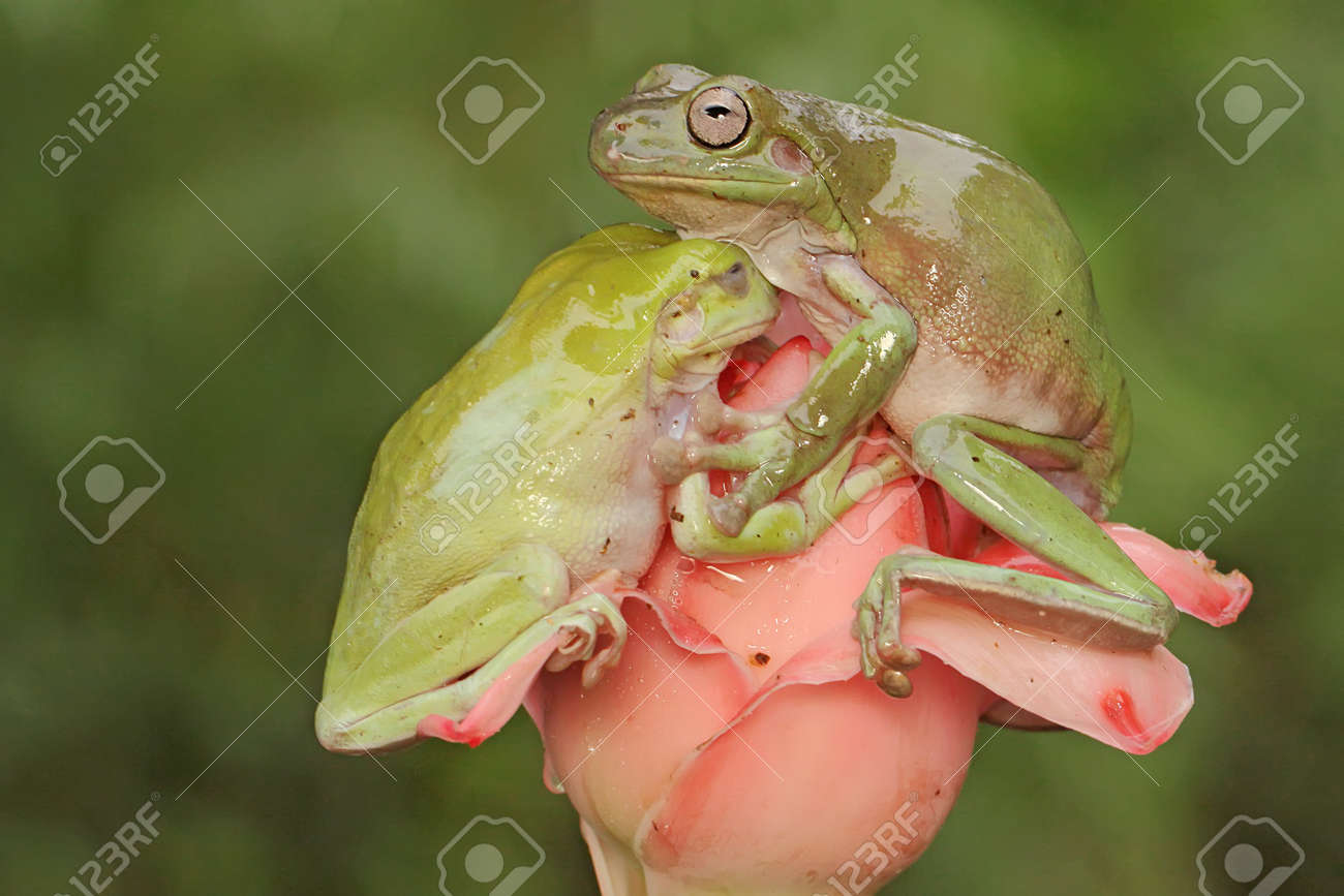 透明アマガエル二匹 透明アマガエル二匹