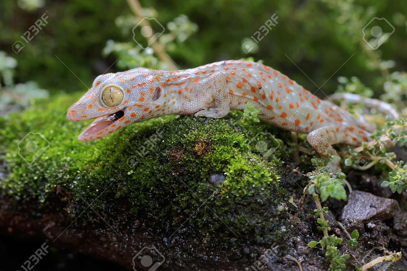 訳ありトッケイヤモリ PLUS ver. その他 | trullammare.it