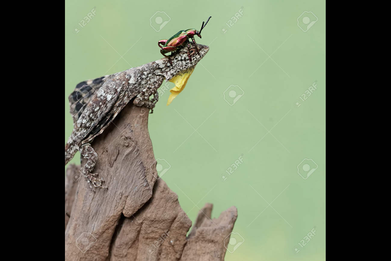 etiam-dictum-ipsum-a-felis