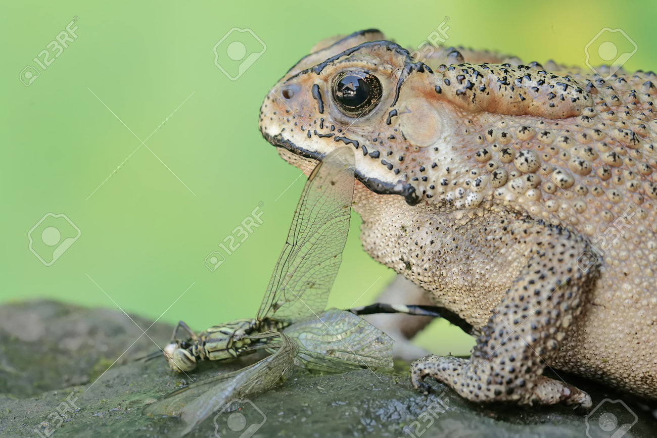 etiam-dictum-ipsum-a-felis