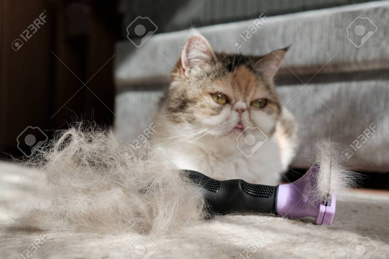 cat moulting comb