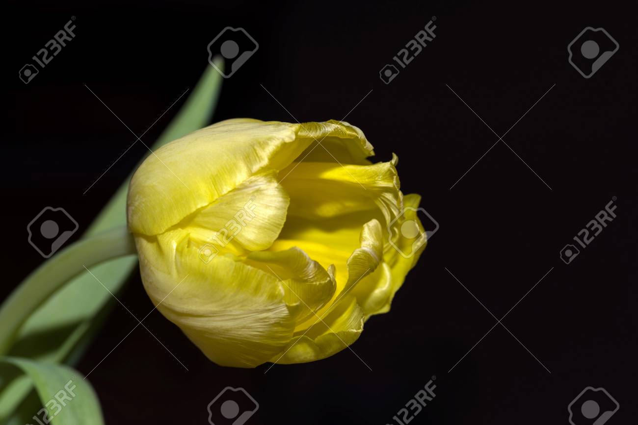 チューリップの花は枯れた乾燥 の写真素材 画像素材 Image