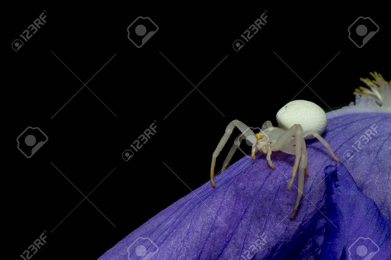 白い クモ 夢占い 蜘蛛の夢が示す４４の意味 大きい たくさん 噛まれるなど