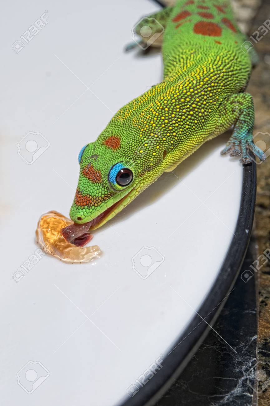 ジャムを食べながらハワイから緑の赤と青のゴールドダスト日ヤモリ の写真素材 画像素材 Image