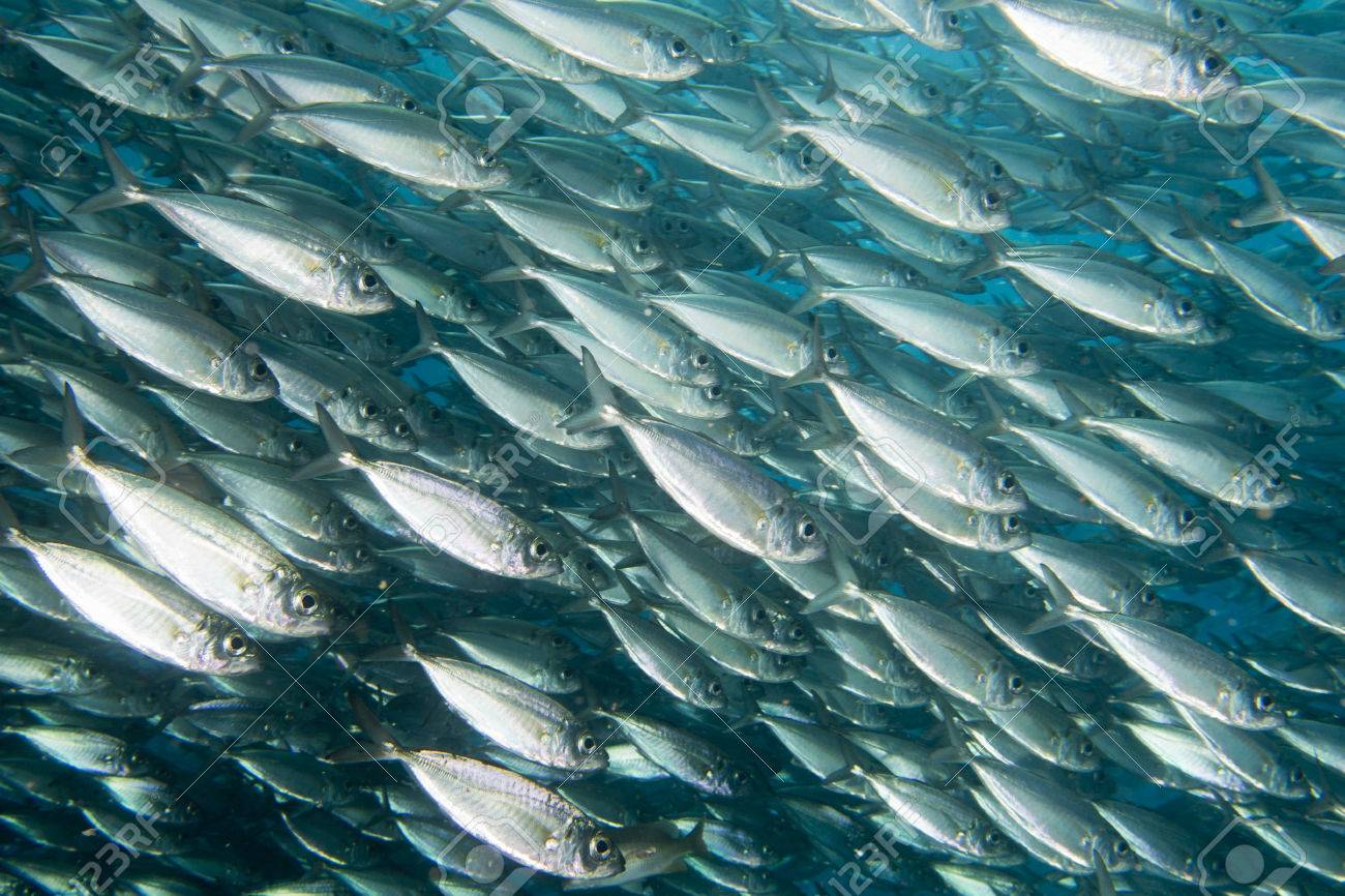 魚のイワシの群れは深い青色の海のクローズ アップ中 の写真素材 画像素材 Image