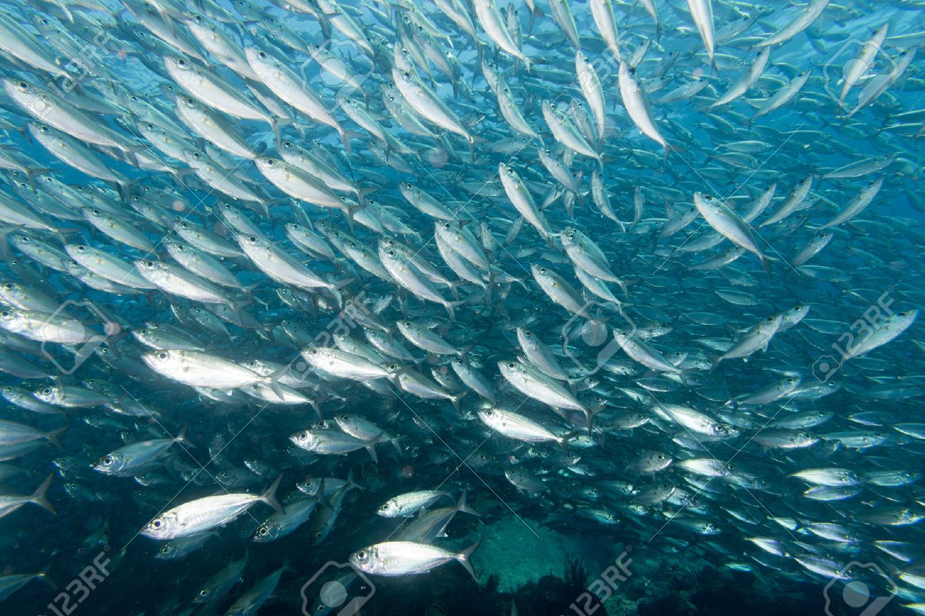 魚のイワシの群れは深い青色の海のクローズ アップ中 の写真素材 画像素材 Image