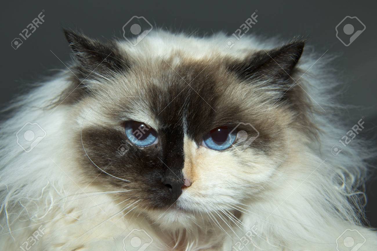 white ragdoll cat with blue eyes