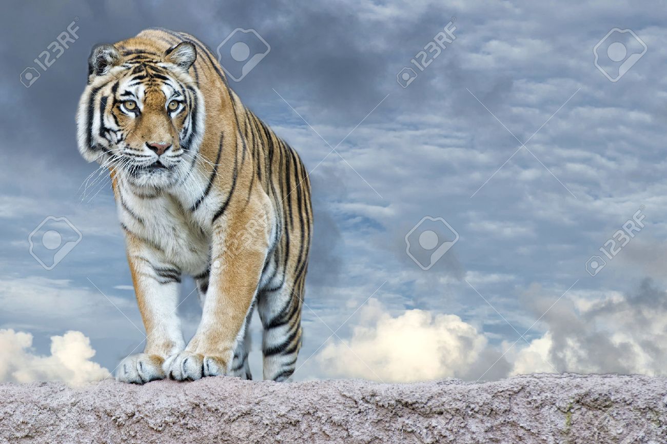 シベリアトラ岩バック グラウンドで見て攻撃する準備ができて の写真素材 画像素材 Image 33721239