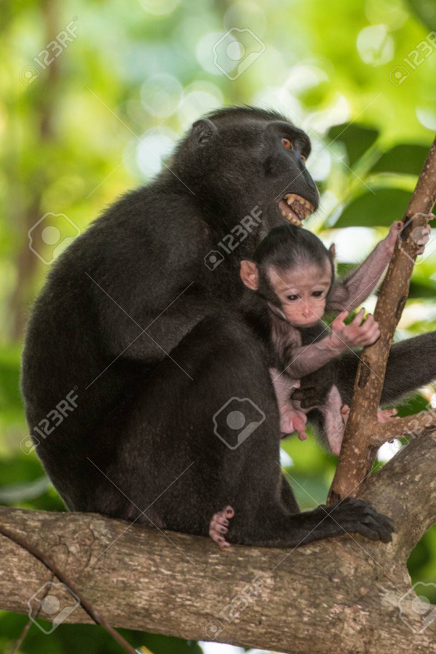 celebes sulawesi endemic crested black macaque ape portrait stock