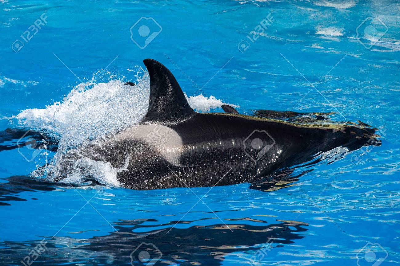 驚くばかりオルカ シャチ 最高の花の画像