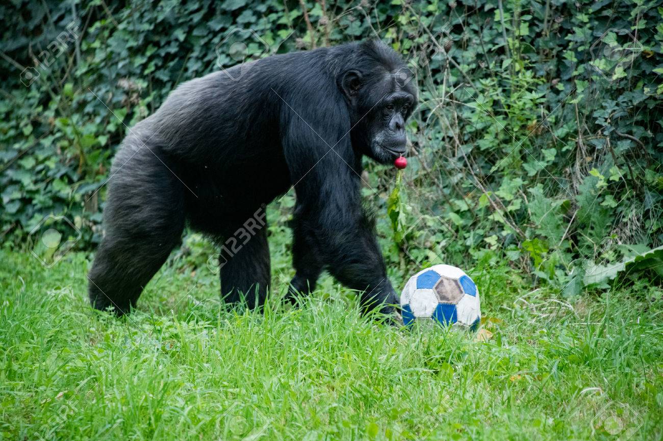 ape chimpanzee monkey while