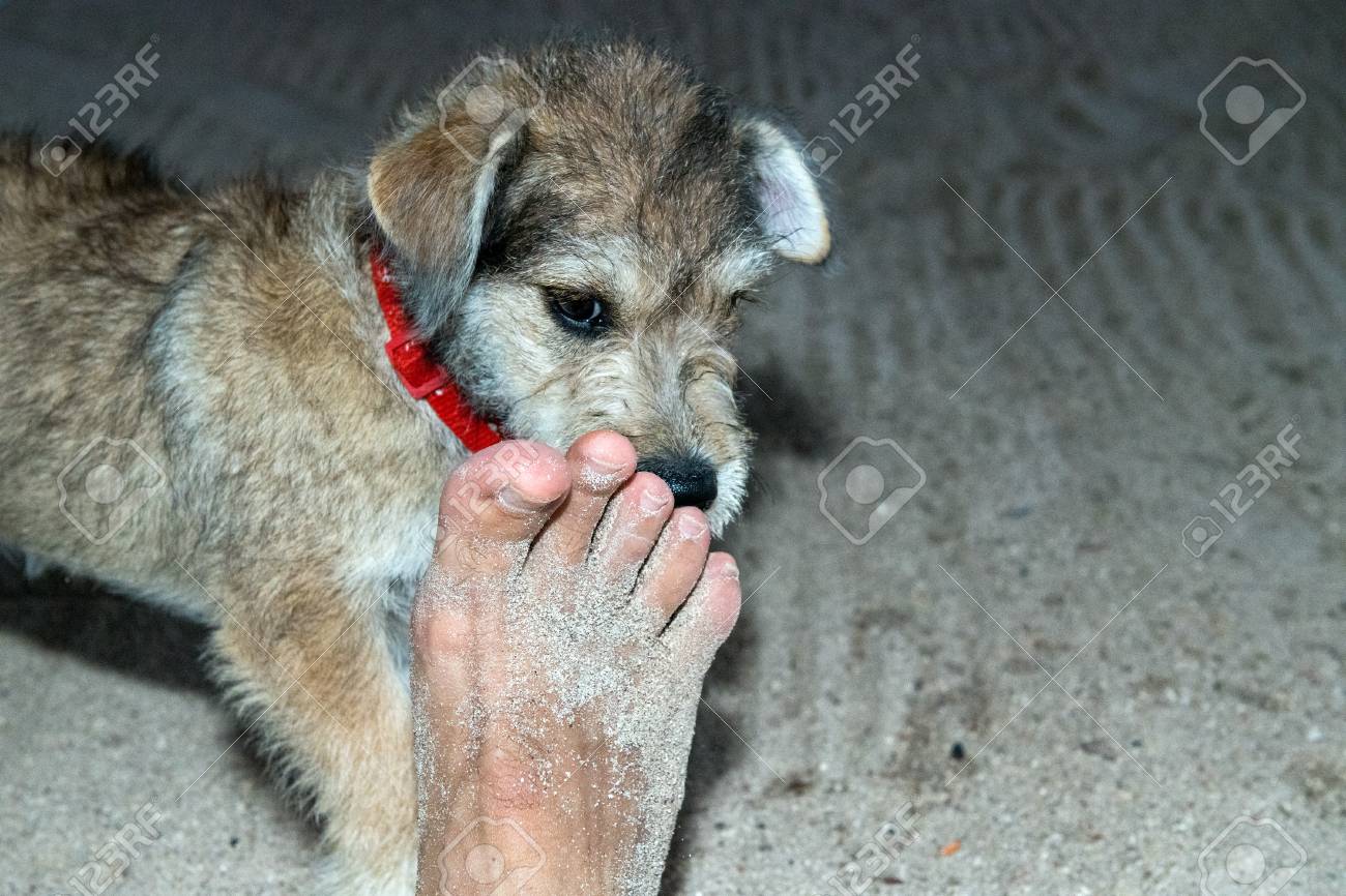 Bebe Recien Nacido Cachorro Perro Oliendo Pies De Hombre Humano Fotos Retratos Imagenes Y Fotografia De Archivo Libres De Derecho Image