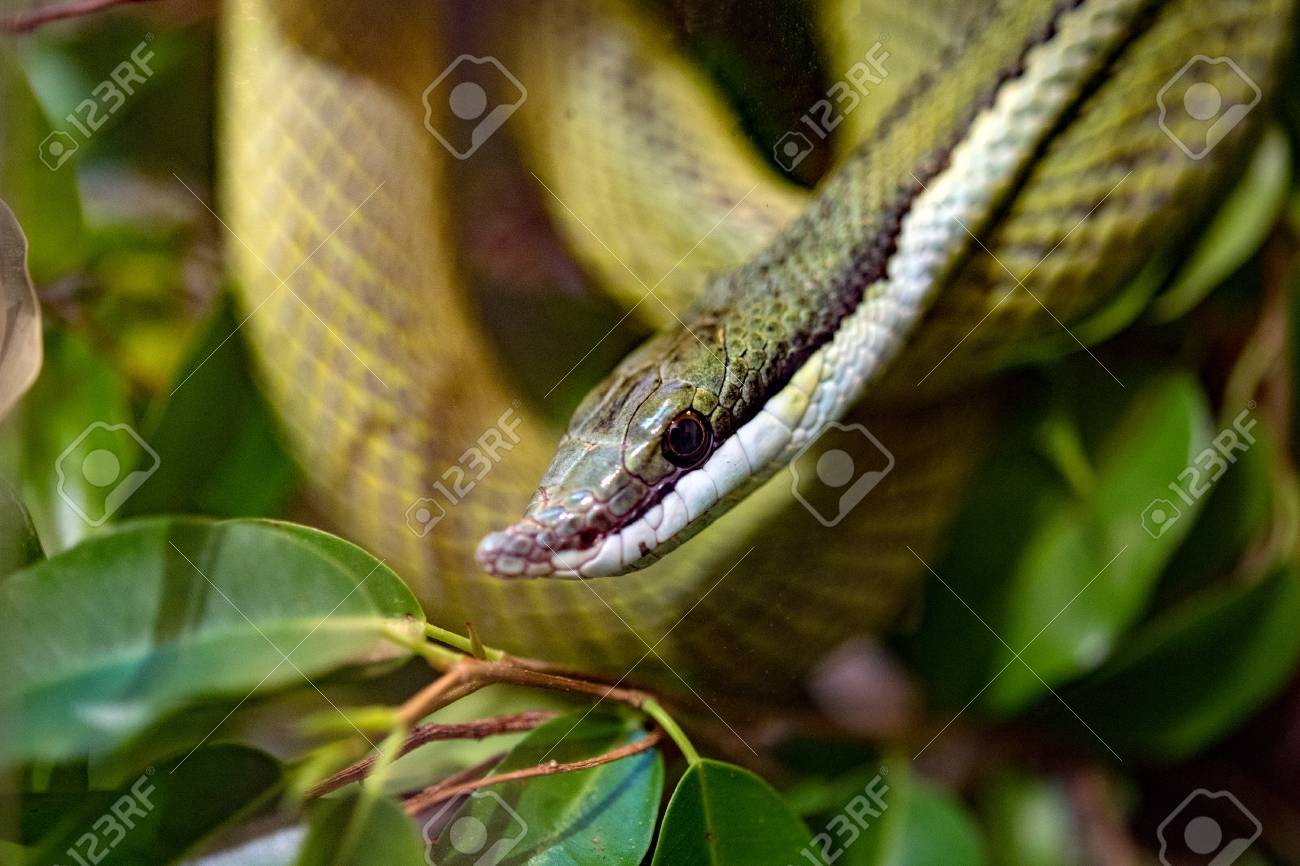 フィロドリアス バローニ グリーン スネーク バロンレーサー マクロ の写真素材 画像素材 Image