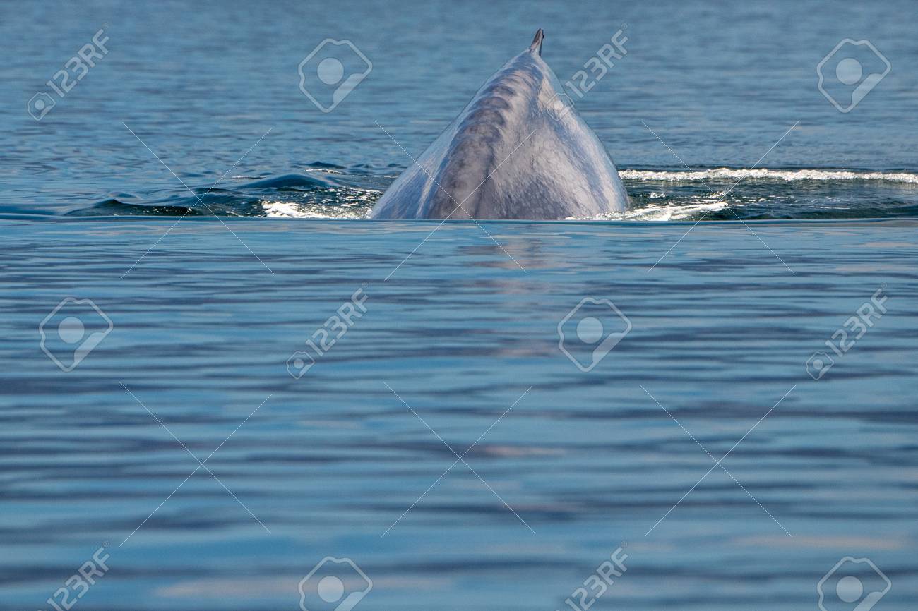 Blue Whale The Biggest Animal In The World 24 Meters Long Stock Photo, Picture And Royalty Free Image. Image 98434299. Blue Whale The Biggest Animal In The World 24 Meters Long Stock Photo, Picture And Royalty Free Image. Image 98434299.