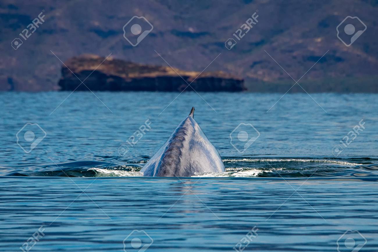 24 미터 길이의 세계에서 가장 큰 동물 인 Blue Whale 로열티 무료 사진, 그림, 이미지 그리고 스톡포토그래피. Image  98930040