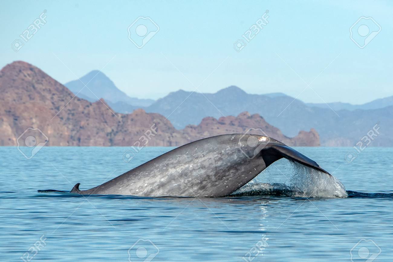 길이 24m의 세계에서 가장 큰 동물 대왕고래 로열티 무료 사진, 그림, 이미지 그리고 스톡포토그래피. Image 105659903