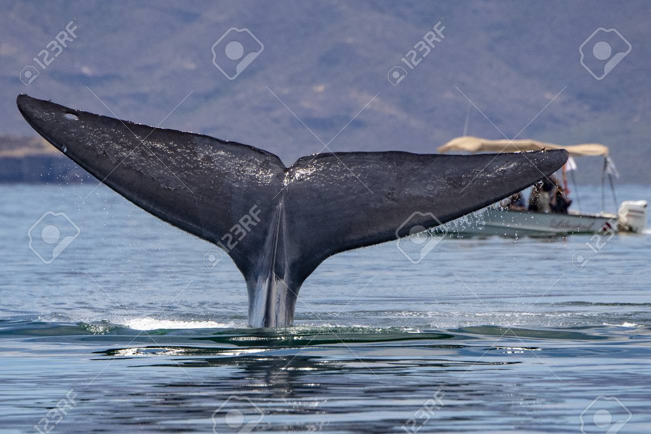 바하 캘리포니아에서 세계에서 가장 큰 동물 대왕고래의 꼬리 로열티 무료 사진, 그림, 이미지 그리고 스톡포토그래피. Image  110795680
