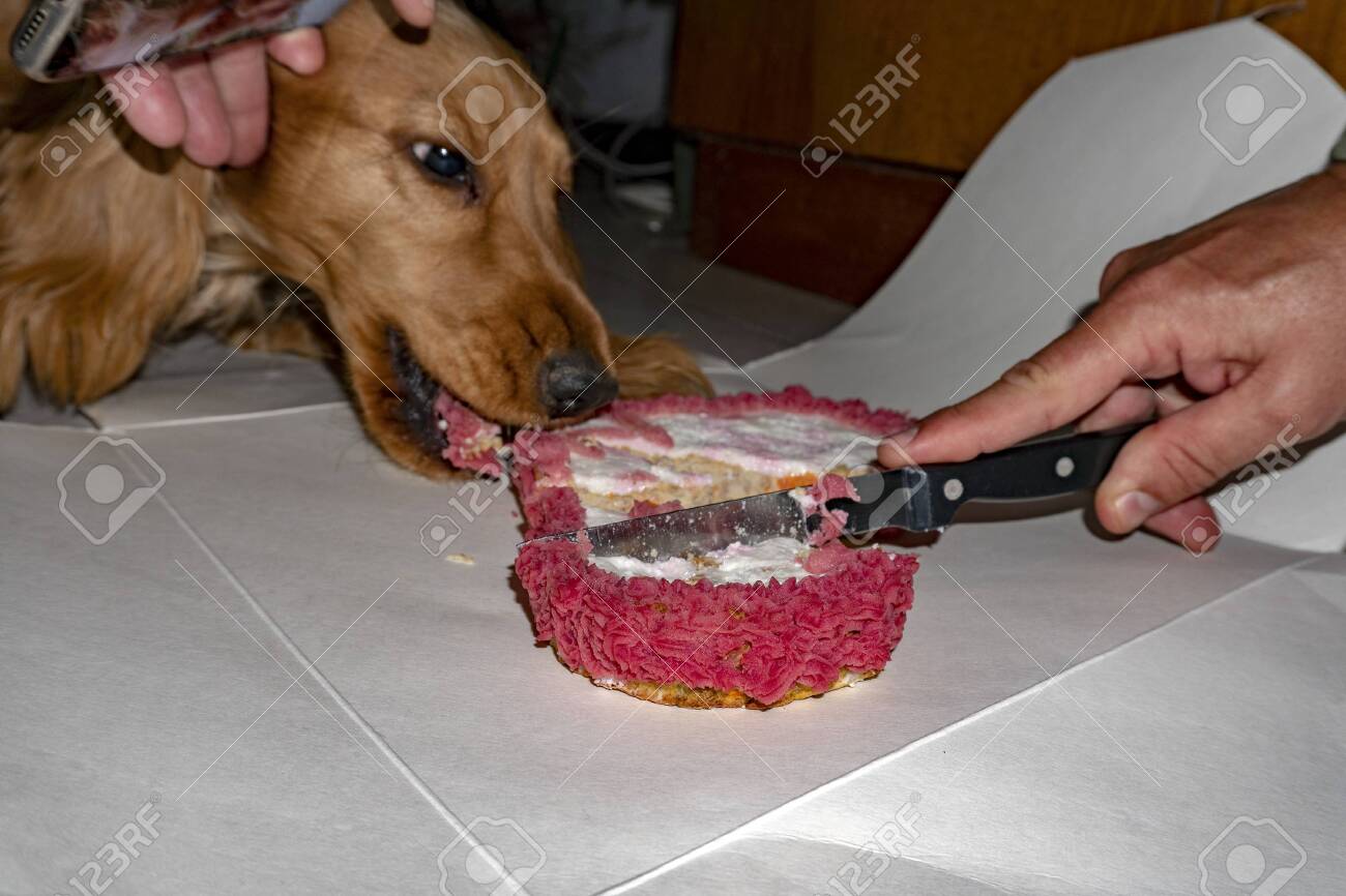 spaniel birthday cake