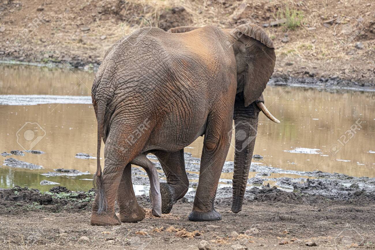 Elephant Cocks