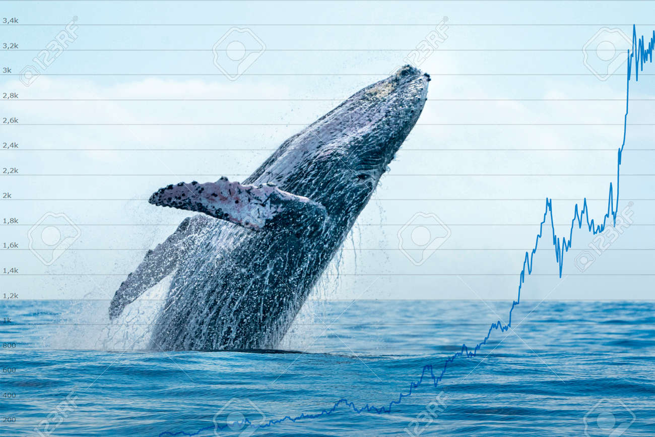 Breaching Whale With Stock Market Money Crypto Value Bitcoin Diagram Flow  Chart Stock Photo, Picture and Royalty Free Image. Image 164668628.