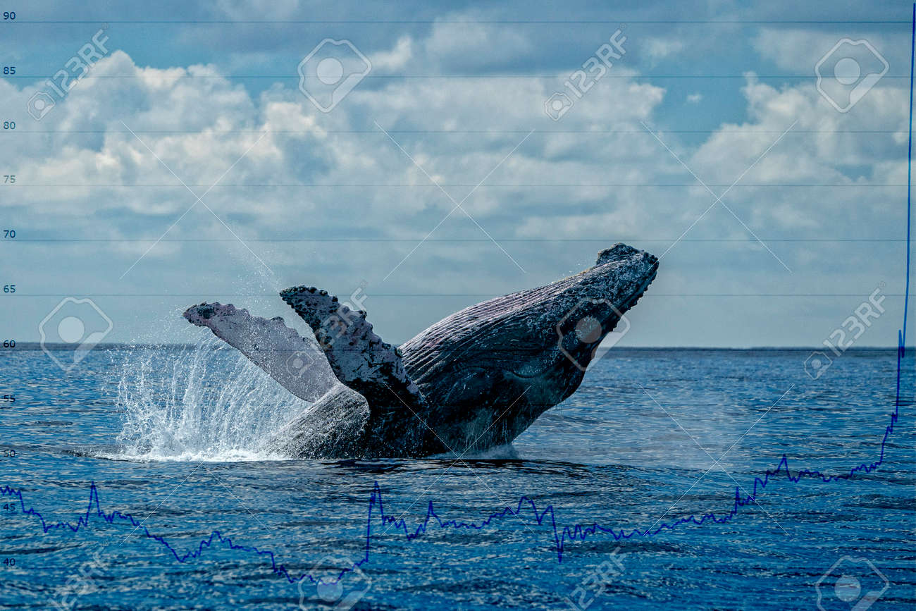 주식 시장 돈 암호화 가치 비트 코인 다이어그램 흐름도와 고래 위반 로열티 무료 사진, 그림, 이미지 그리고 스톡포토그래피. Image  164646058